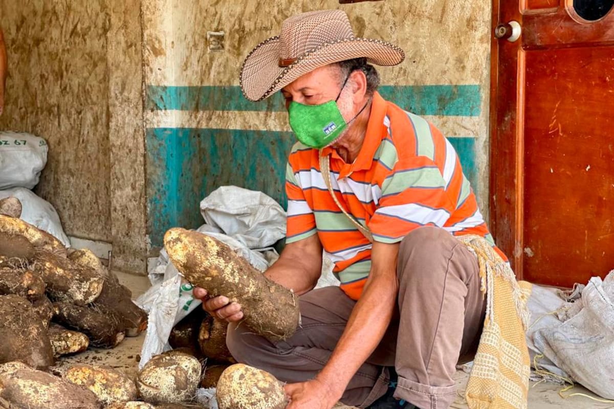 Más de 10 mil campesinos en Bolívar ya venden sin intermediarios