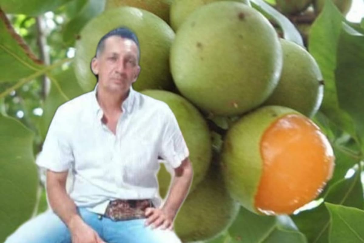 Hombre, de 56 años, murió al caer de un árbol mientras recogía mamones