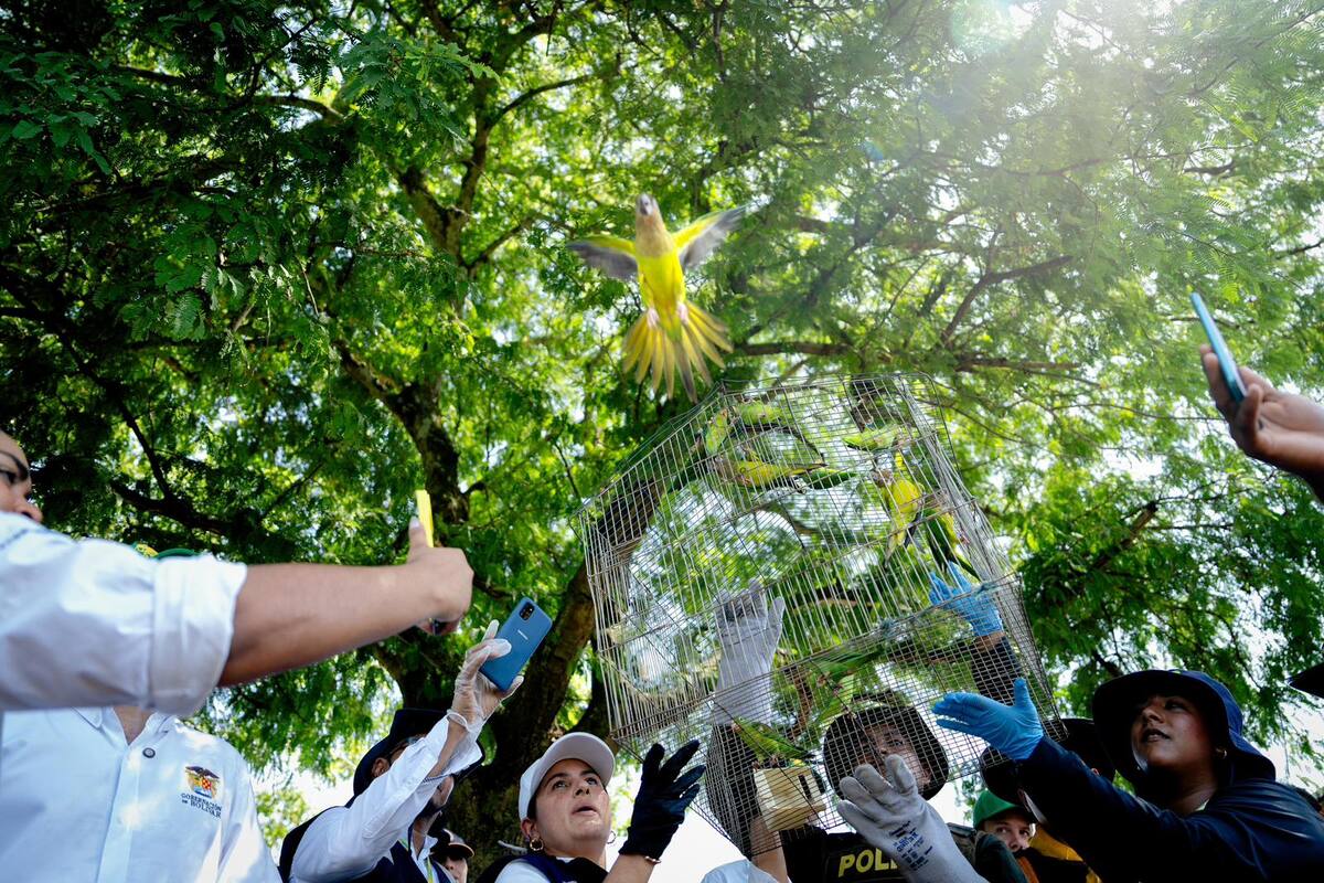¡Buena esa! En Villanueva liberaron 60 animales en el Día Nacional la Vida Silvestre