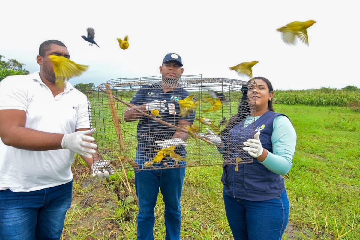 ¡Volvieron a su hábitat! EPA y Cardique liberan 43 animales silvestres