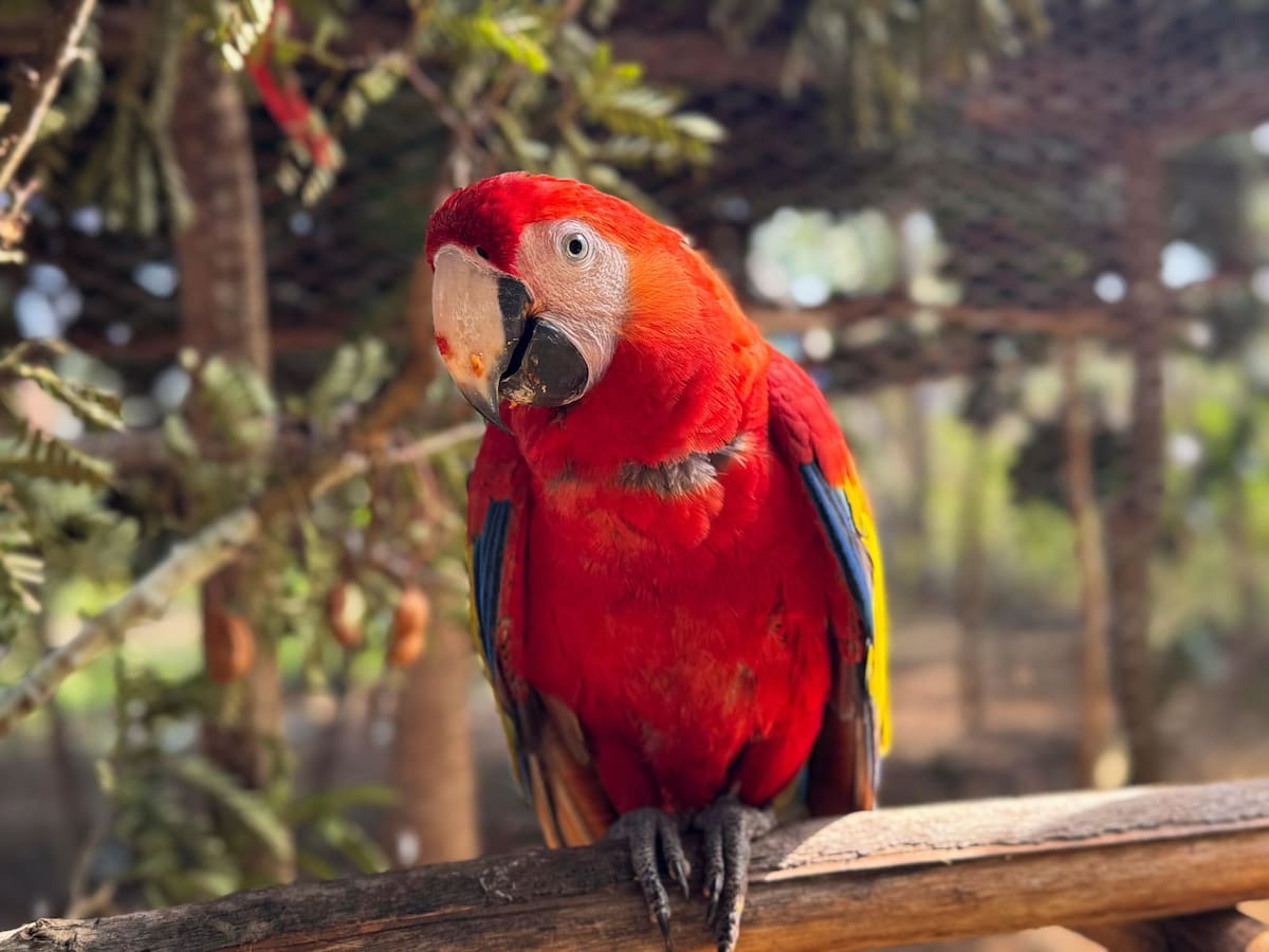 Guacamayas fueron liberadas en su hábitat natural en Cartagena. // Cortesía.