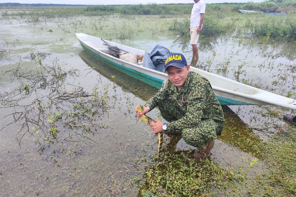 Video: 750 babillas fueron liberadas en cuerpos hídricos de Magangué
