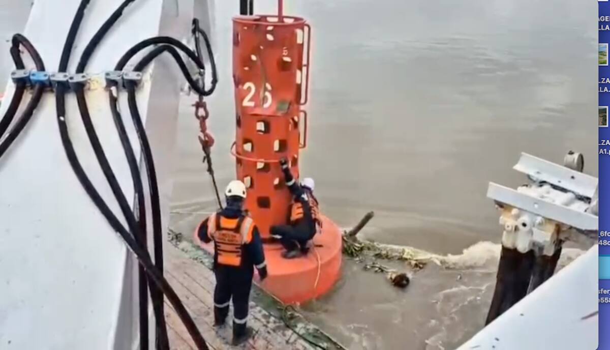 La Dimar inició la limpieza del canal de acceso al Puerto de Barranquilla, en especial de las boyas estructurales, que están cubiertas por material vegetal, taruyas y plantas acuáticas .//Cortesía.