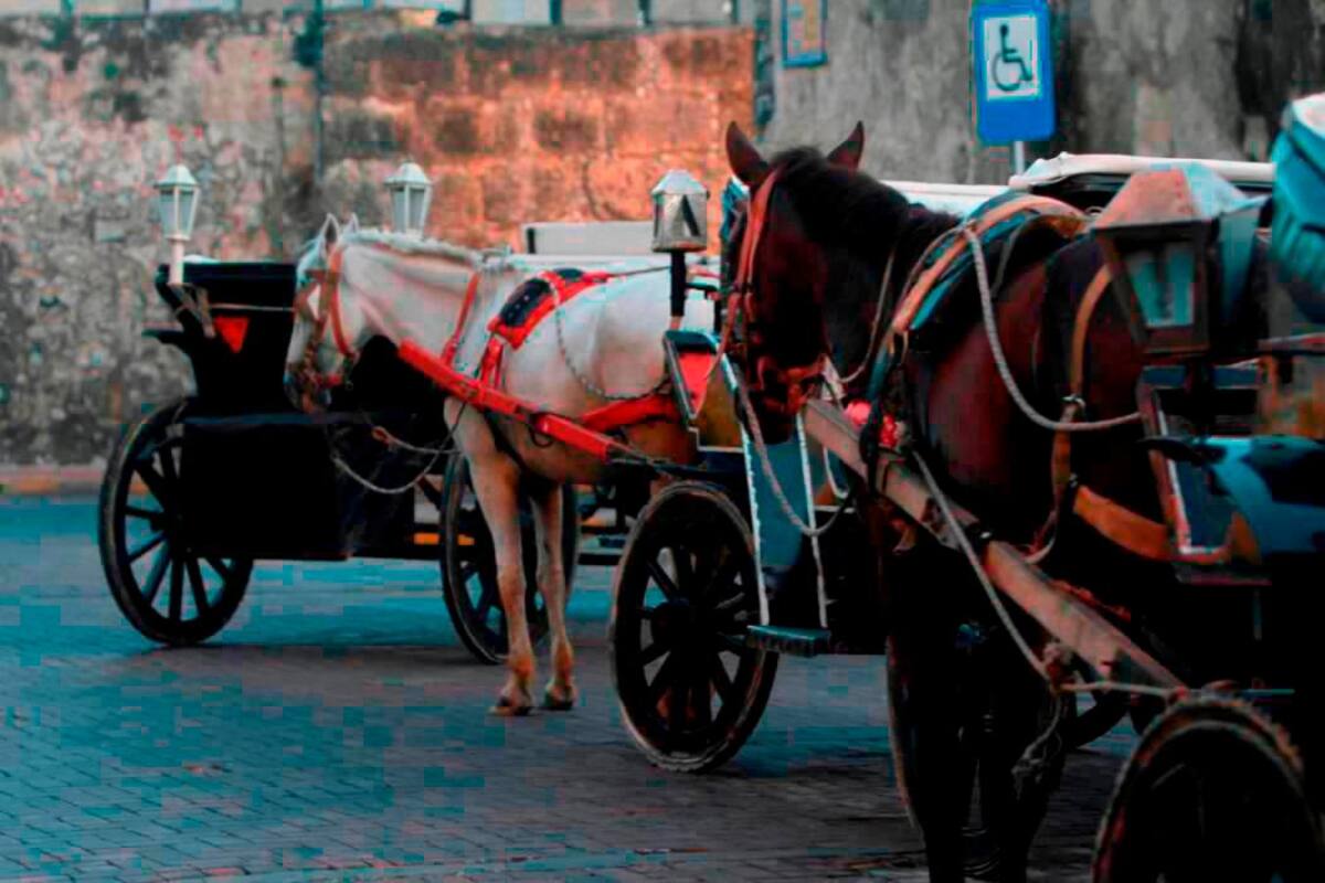 Caballos cocheros: ¿regularlos o suspenderlos?