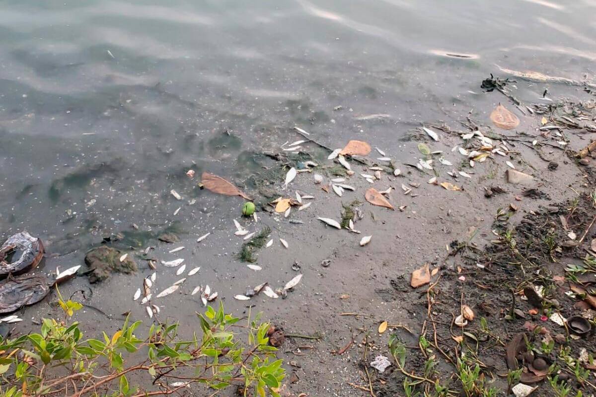 Reportan nuevo caso de mortandad de peces en El Laguito