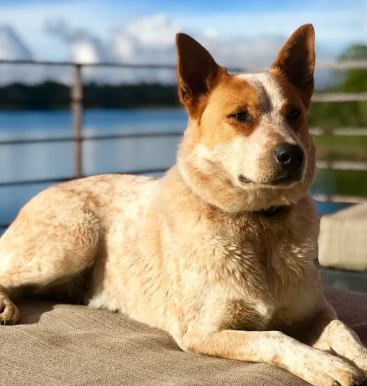 Atún, el perrito de Lucas Arnau. //Foto: IG @lucasarnau.