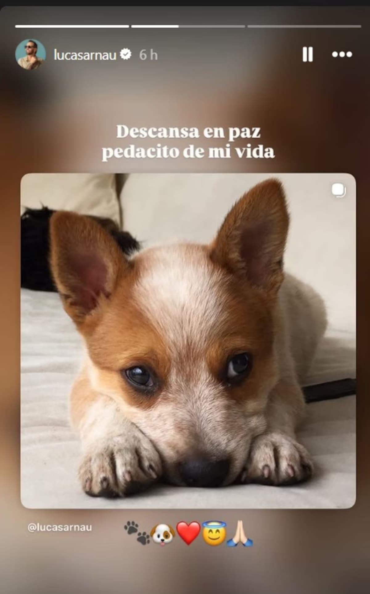 Lucas Arnau confirmó la muerte de su perrito tras accidente. //Foto: IG @lucasarnau.