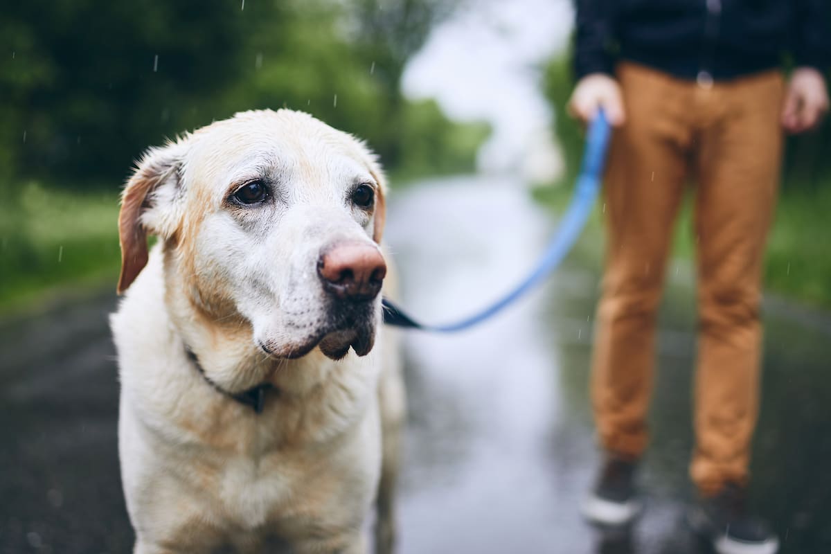 Cinofobia: por qué algunas personas tienen miedo extremo a los perros