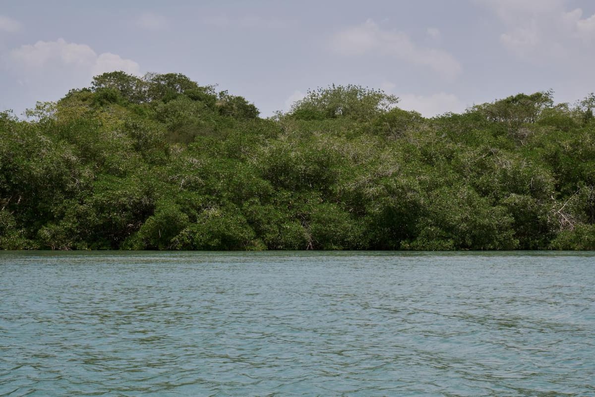 Manglar en la Ciénaga de Coquito. // Cortesía - Susana Vásquez Figueroa; Instagram: pedazosdehistorias - Fundación Varadero