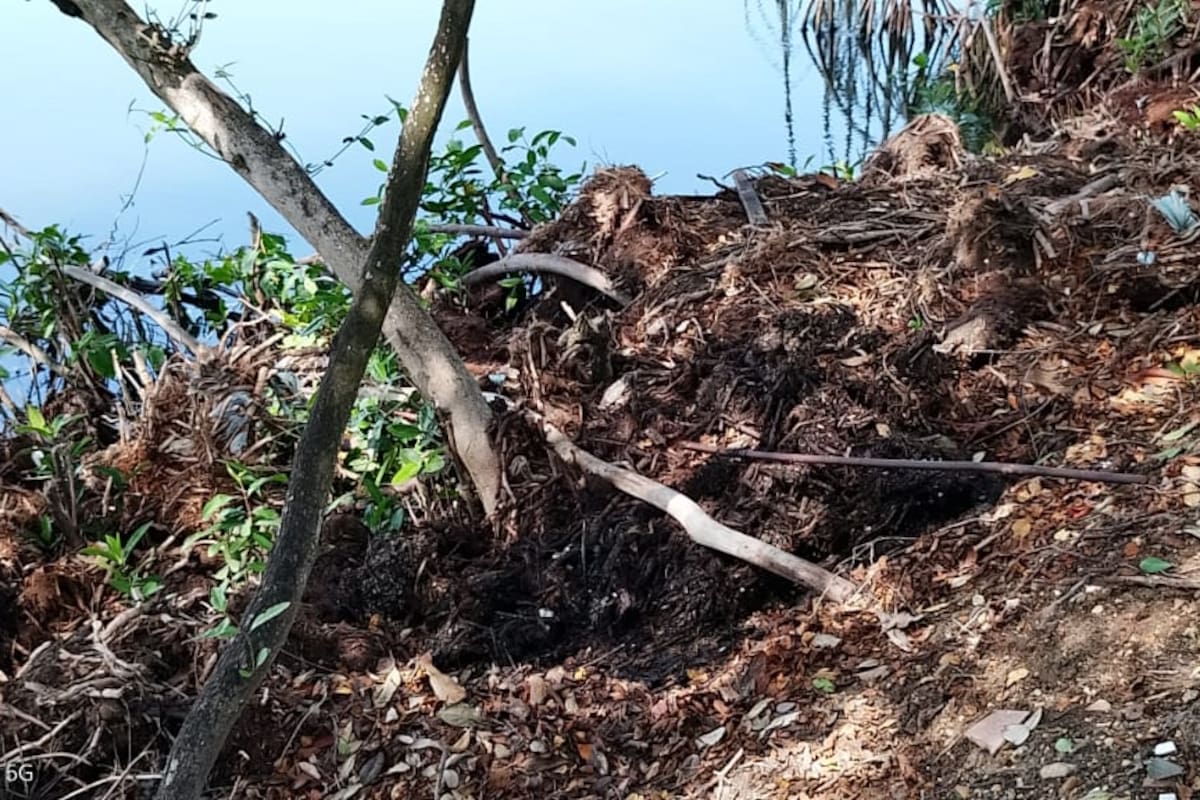 Guardia Ambiental alerta por tala ilegal de manglar negro en la laguna de El Cabrero