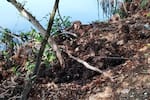 Guardia Ambiental alerta por tala ilegal de manglar negro en la laguna de El Cabrero