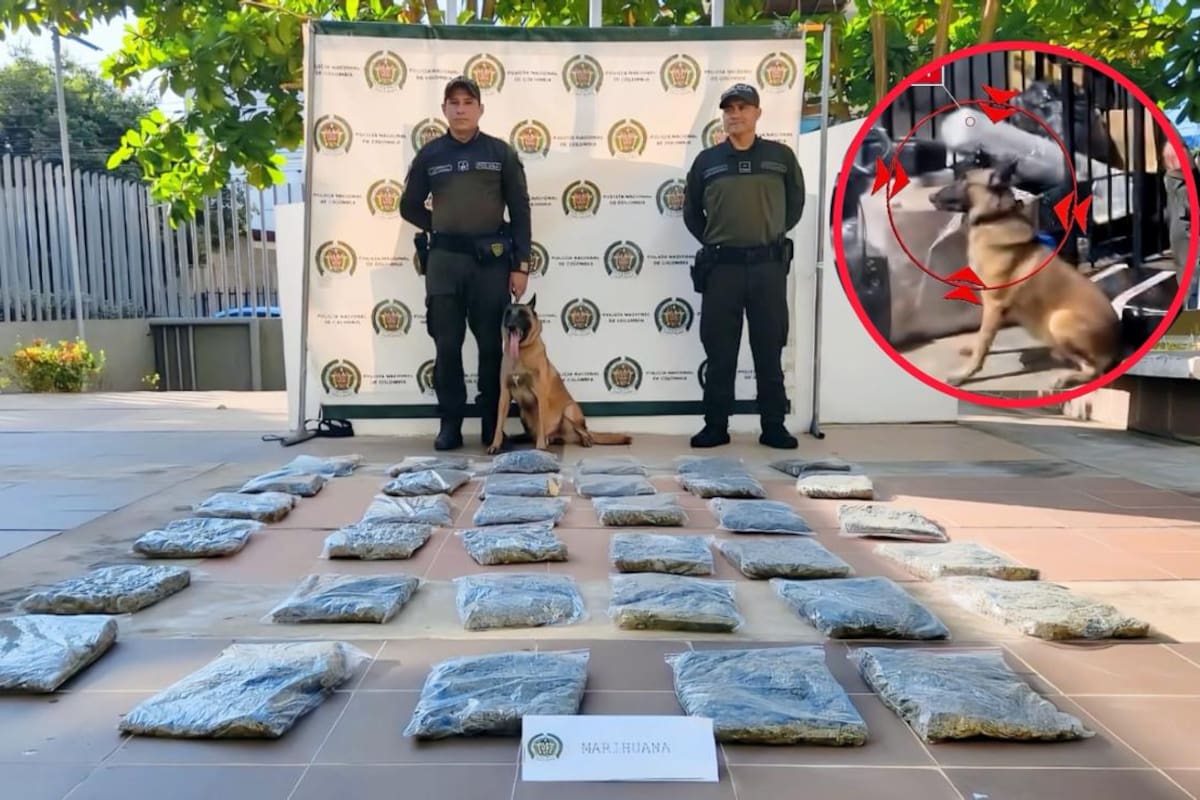 Video: ‘Killer’ olfateó una encomienda en Cartagena: tenía 35 paquetes de sustancias ilícitas