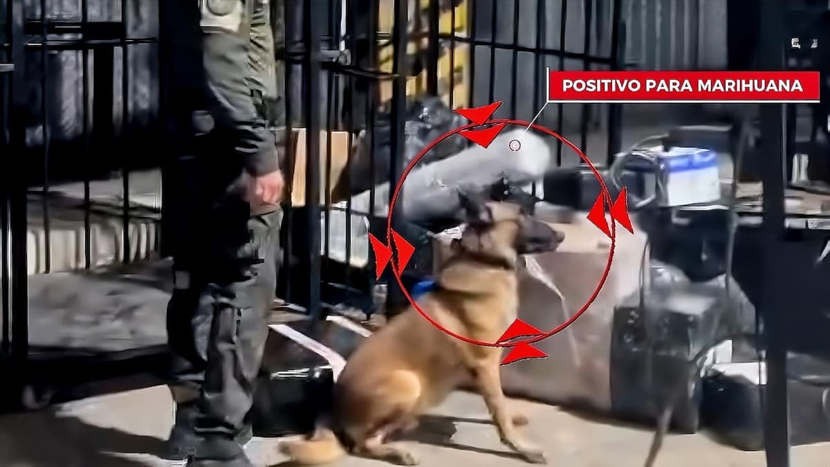 El canino ‘Killer’, especializado en la detección de narcóticos, alertó sobre un paquete sospechoso. //FOTO: POLICÍA MECAR.