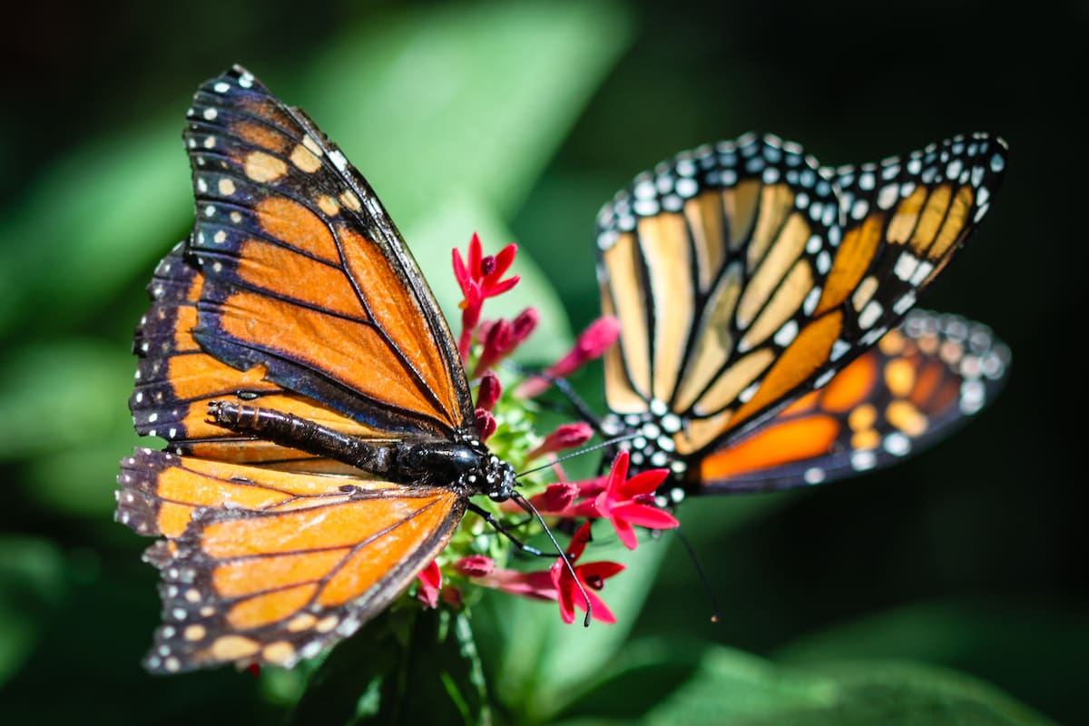 El departamento de Arauca cuenta con alrededor de 260 especies de mariposas.