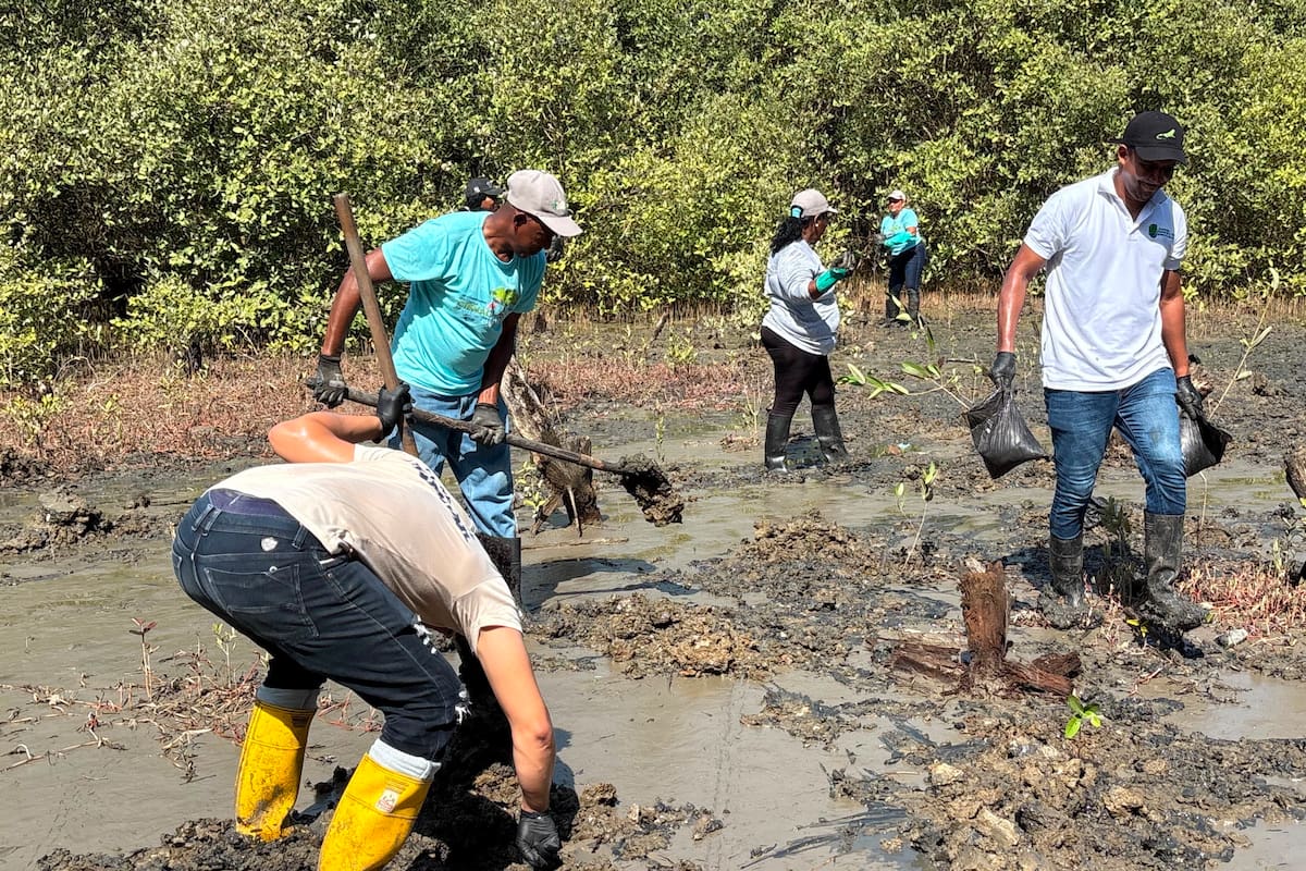 Siembran más de 2.000 mangles durante la Semana del Manglar en Cartagena