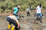 Siembran más de 2.000 mangles durante la Semana del Manglar en Cartagena