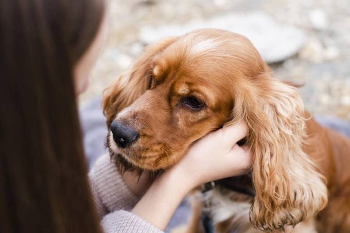 El proyecto de ley que busca reconocer días de luto por pérdida de mascotas