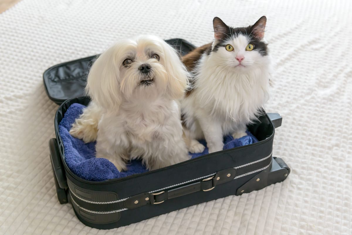 Documentos para viajar con mascotas en avión en Colombia: requisitos del ICA y aerolíneas