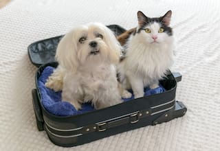 Documentos para viajar con mascotas en avión en Colombia: requisitos del ICA y aerolíneas