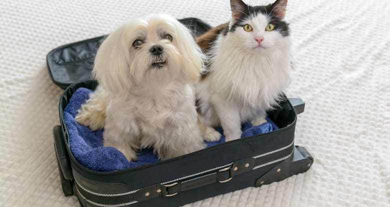 Documentos para viajar con mascotas en avión en Colombia: requisitos del ICA y aerolíneas