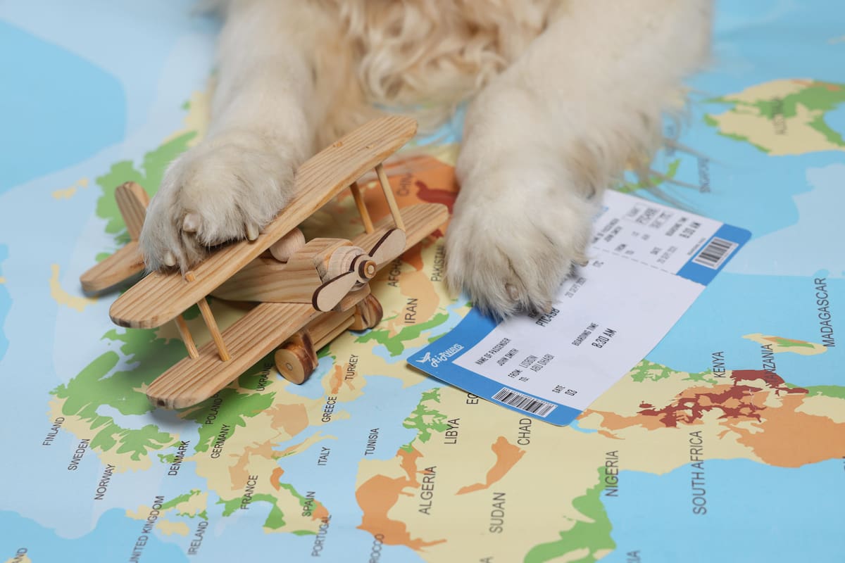 Viajar con tu mascota a otros países es una realidad. // Foto: 123rf