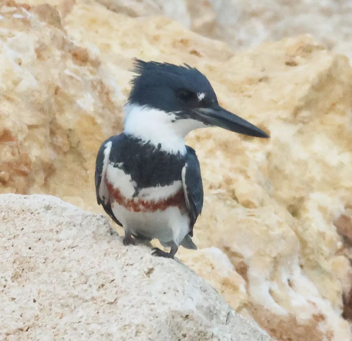 Megaceryle Alcyon. // Birdingbolívar