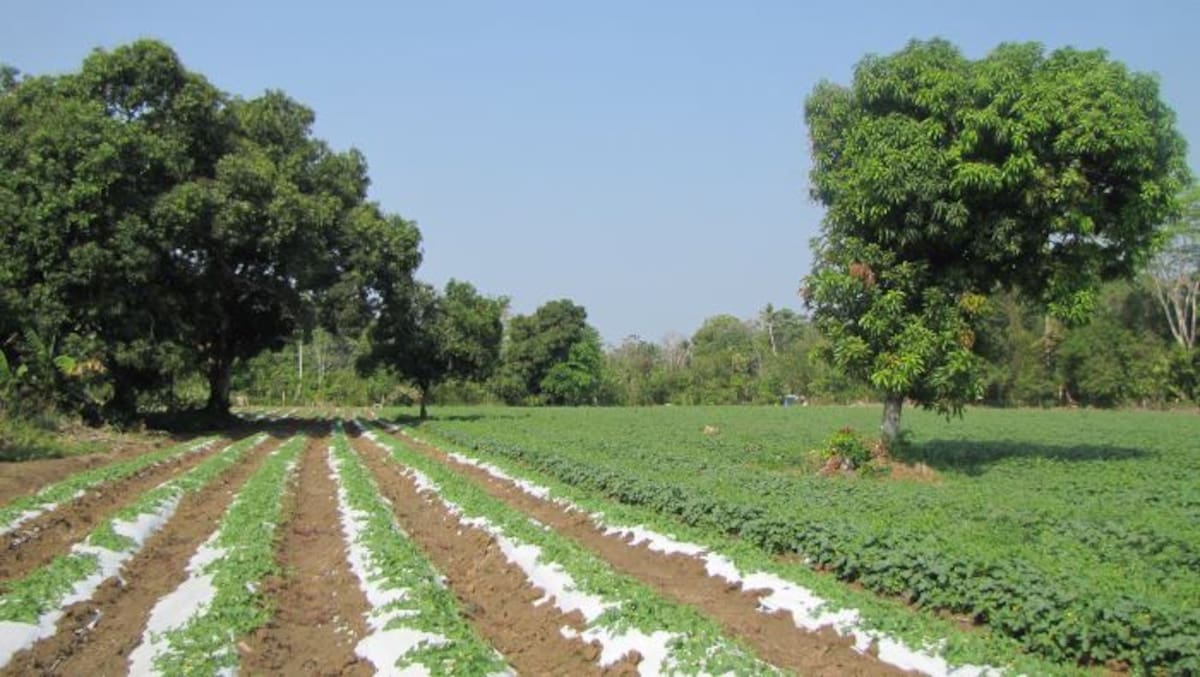 Cultivo de melón, en Pava (Mahates). HERMES FIGUEROA - EL UNIVERSAL