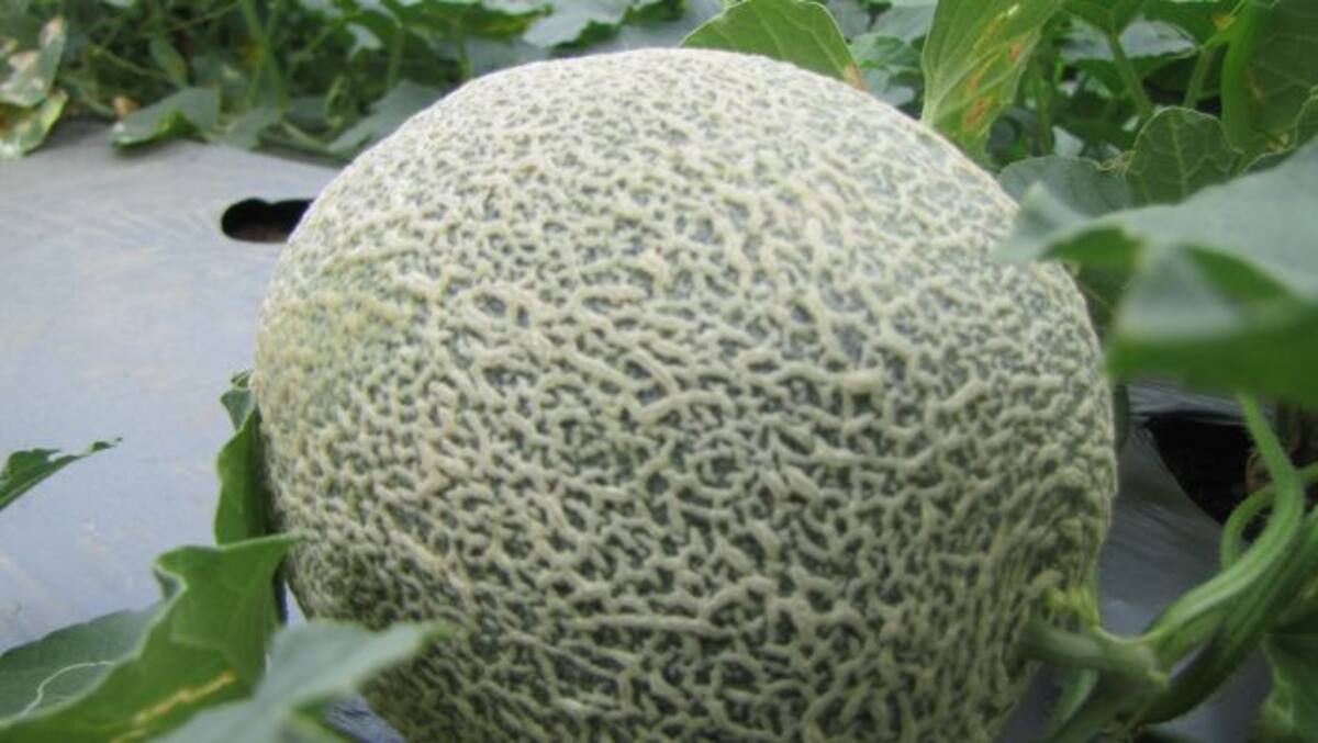 Cataloup, la variedad de melón sembrada en Pava, al norte de Bolívar. HERMES FIGUEROA - EL UNIVERSAL