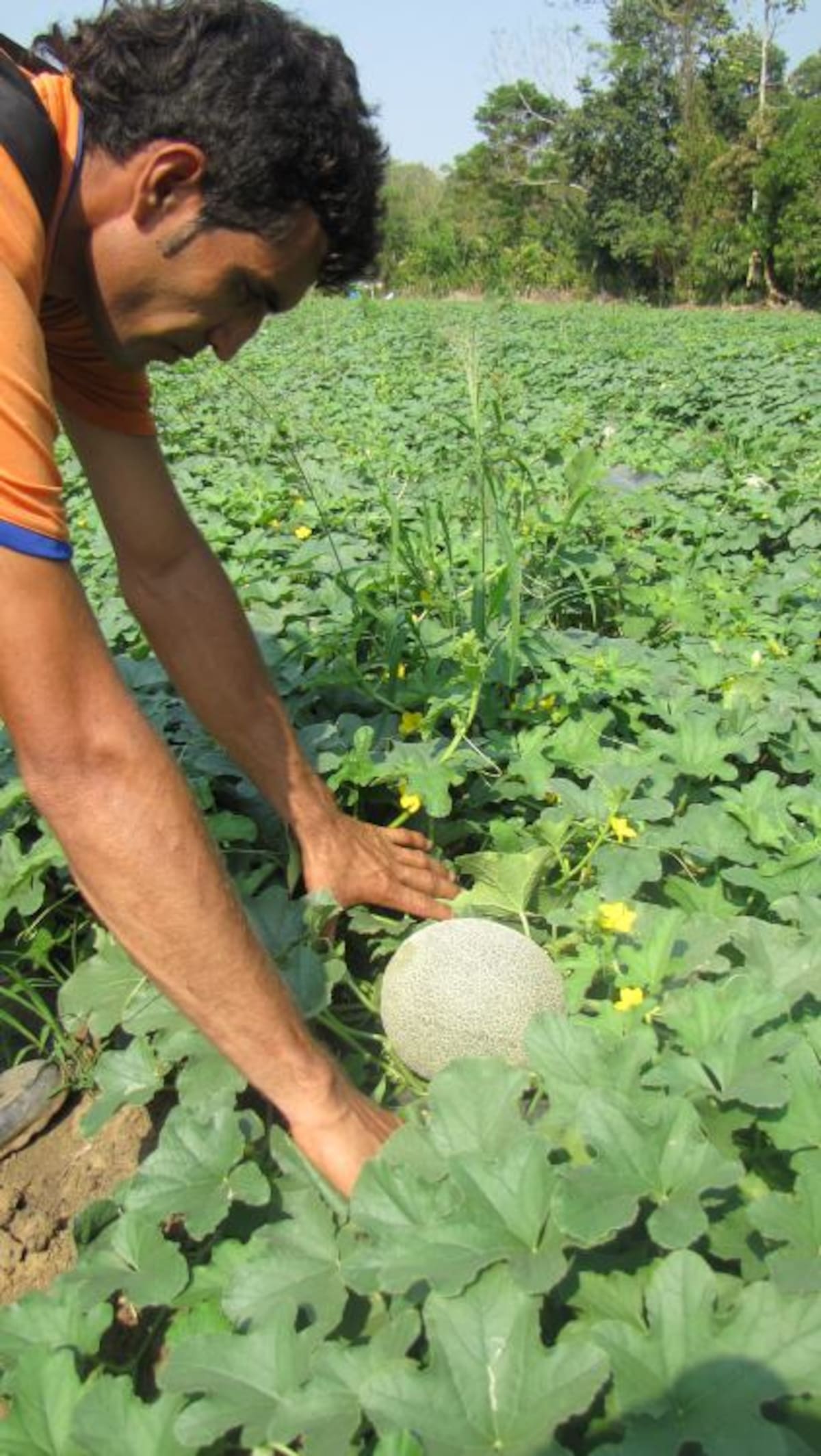 Crisanto Bayona, productor de melón. HERMES FIGUEROA A. - EL UNIVERSAL