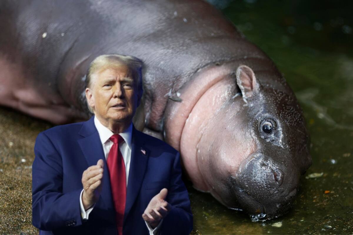 Video: Moo Deng, famoso bebé Hipopótamo, predice a Trump como presidente