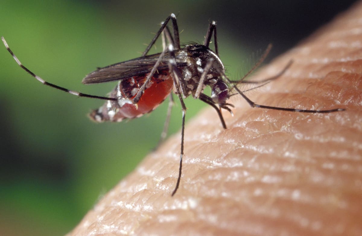 El mosquito Aedes aegypti, transmisor del dengue. foto /pixabay.com/es/