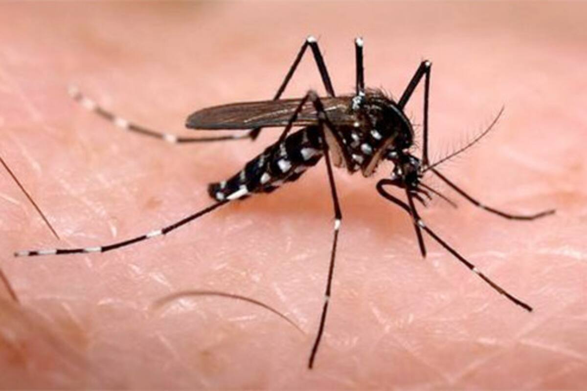 Dan el visto bueno a la primera vacuna contra el virus del chikungunya