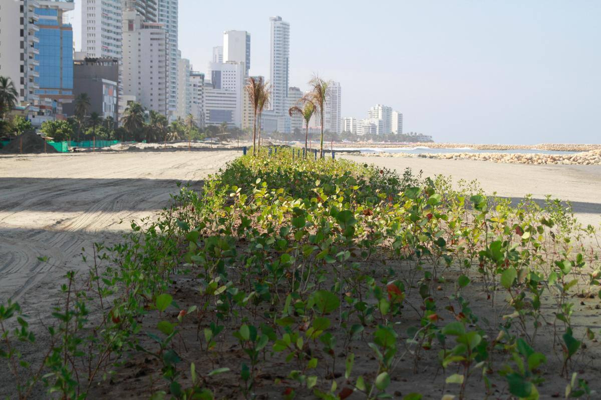 Video: ¿Qué falta para que se habilite la nueva playa en Bocagrande?
