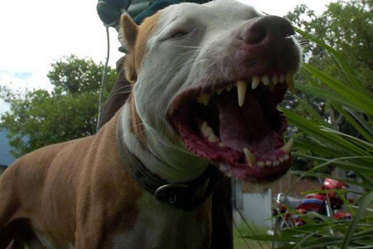 Nueva sanción para dueños de perros: podrían pagar más de $700.000. / Archivo (Foto: ARCHIVO/VANGUARDIALIBERAL)