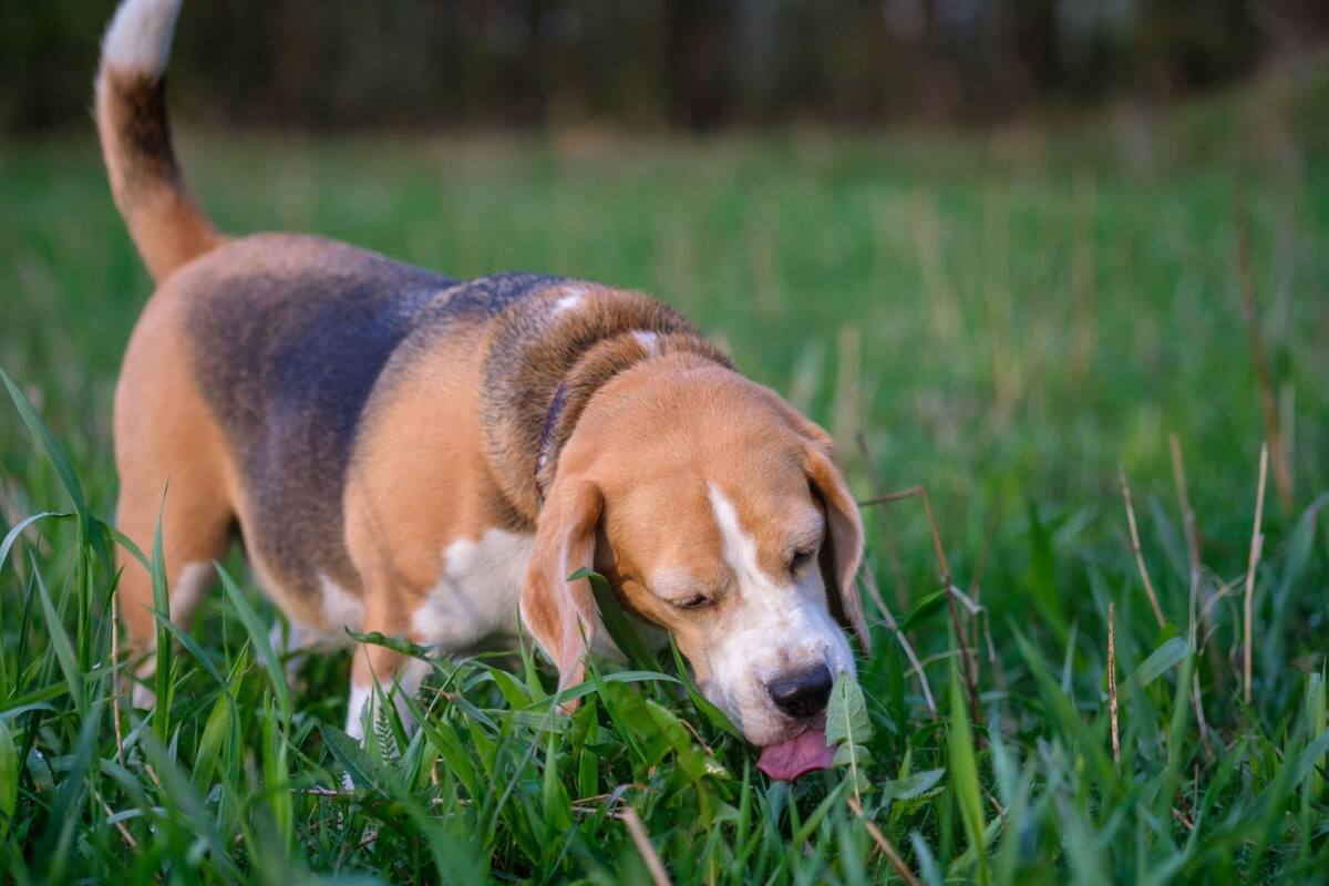 ¿Eres dueño de un perro? Esta multa podría costar más de $700.000