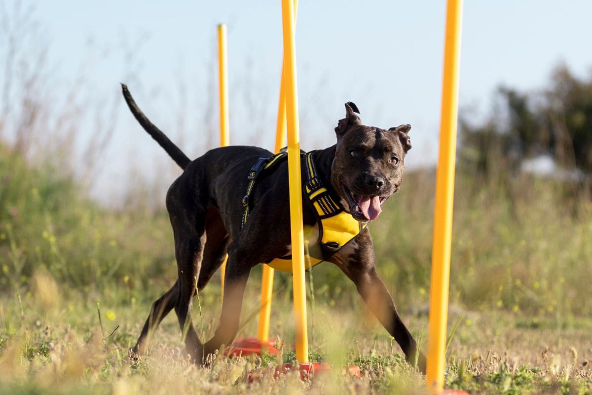 Nuevo documento obligatorio para dueños de perros en Colombia desde 2026: multas y sanciones