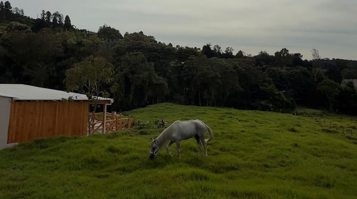 Nuevo Chambacú: más de 120 caballos fueron jubilados tras el cambio a carrozas eléctricas. // cortesía: Alcaldía de Cartagena