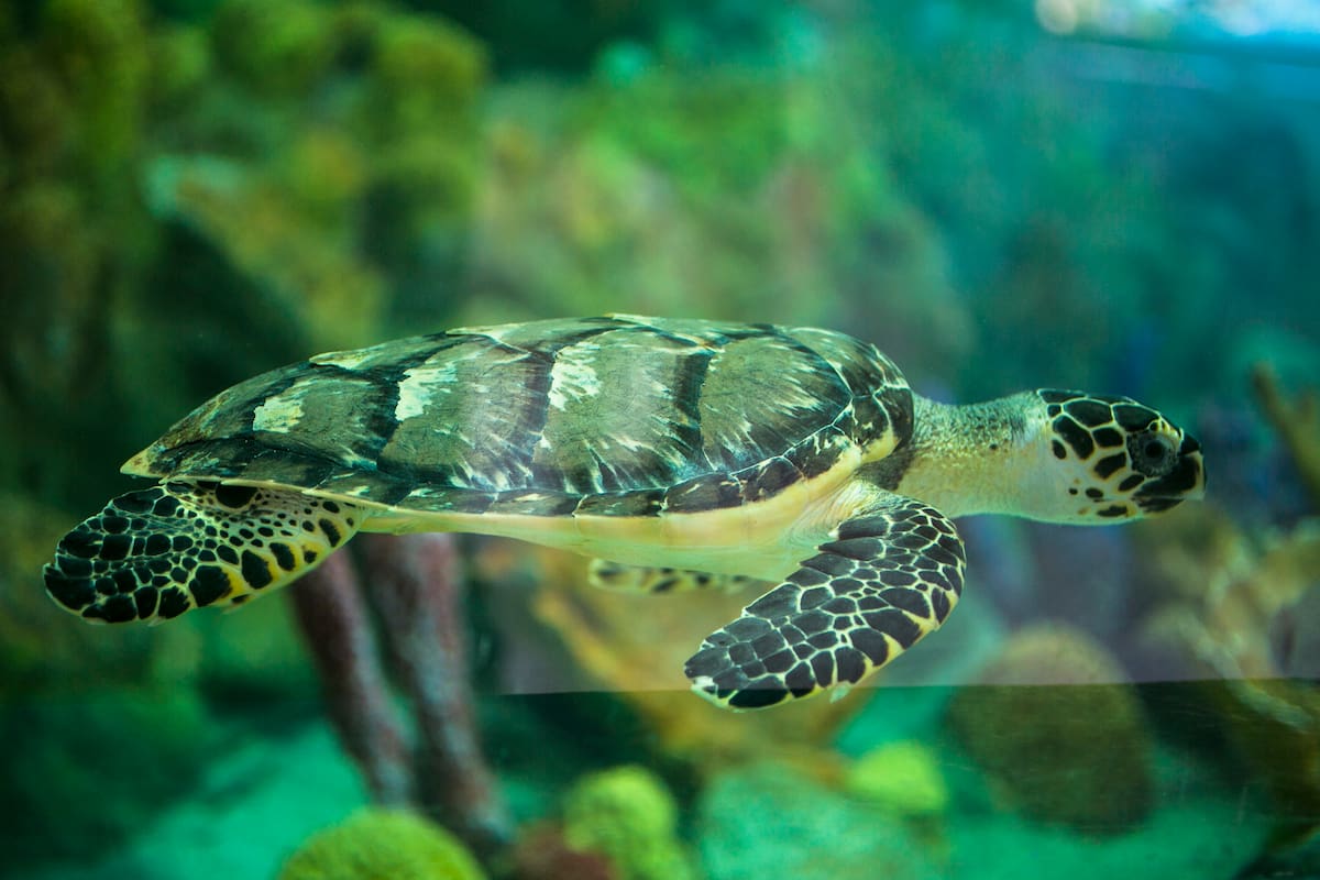 Especie del acuario ubicado en el Oceanario Islas del Rosario.