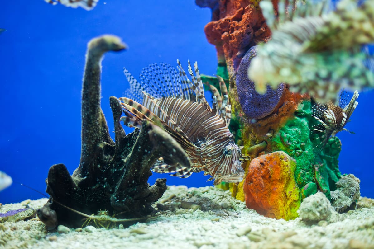Guía del Oceanario Islas del Rosario: precios, acceso y qué hacer
