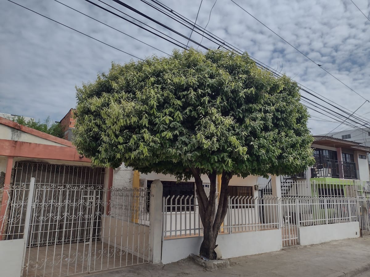Olivo negro. Es un árbol perennifolio, de copa estratificada y muy tolerante a los vientos salinos, por lo que ayuda a estabilizar dunas y suelos.