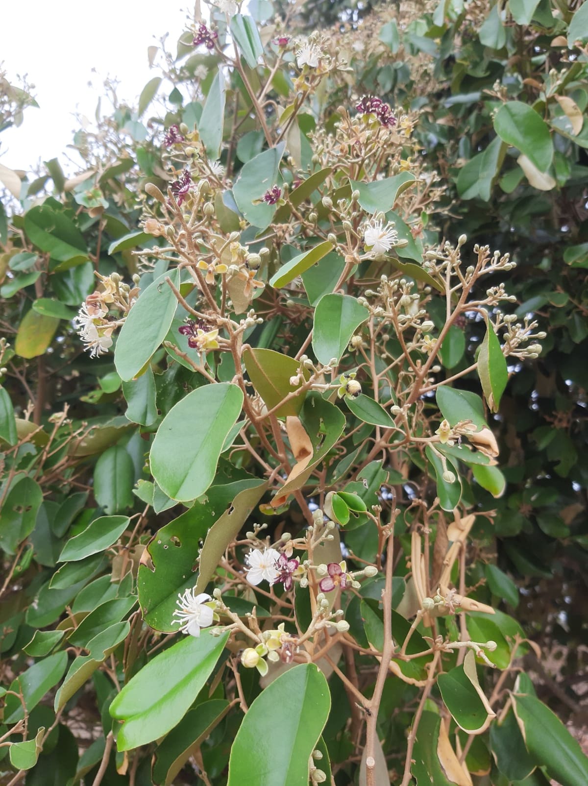 Olivo Santo. Es un árbol propio del bosque seco tropical que puede alcanzar hasta ocho metros de altura. Produce flores blancas y olorosas.