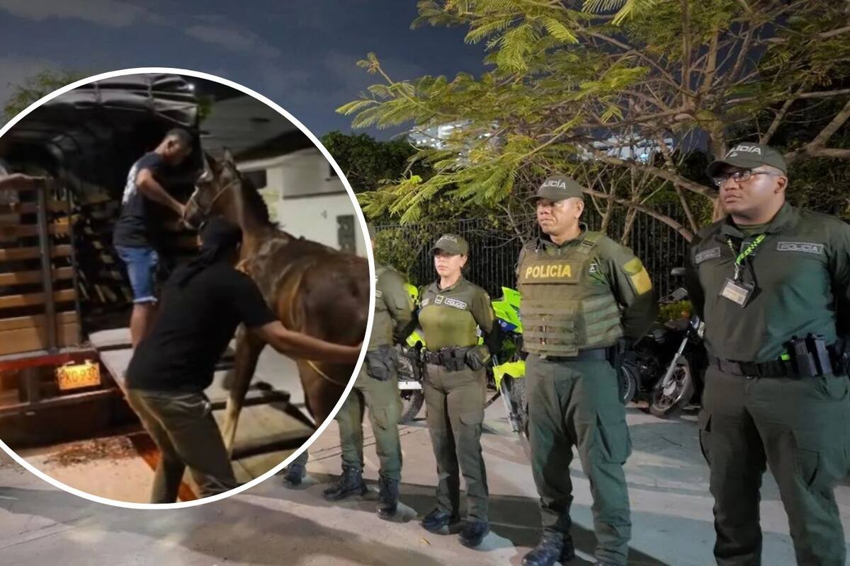 Video: decomisan caballos que eran utilizados para carreras en el Barrio Chino