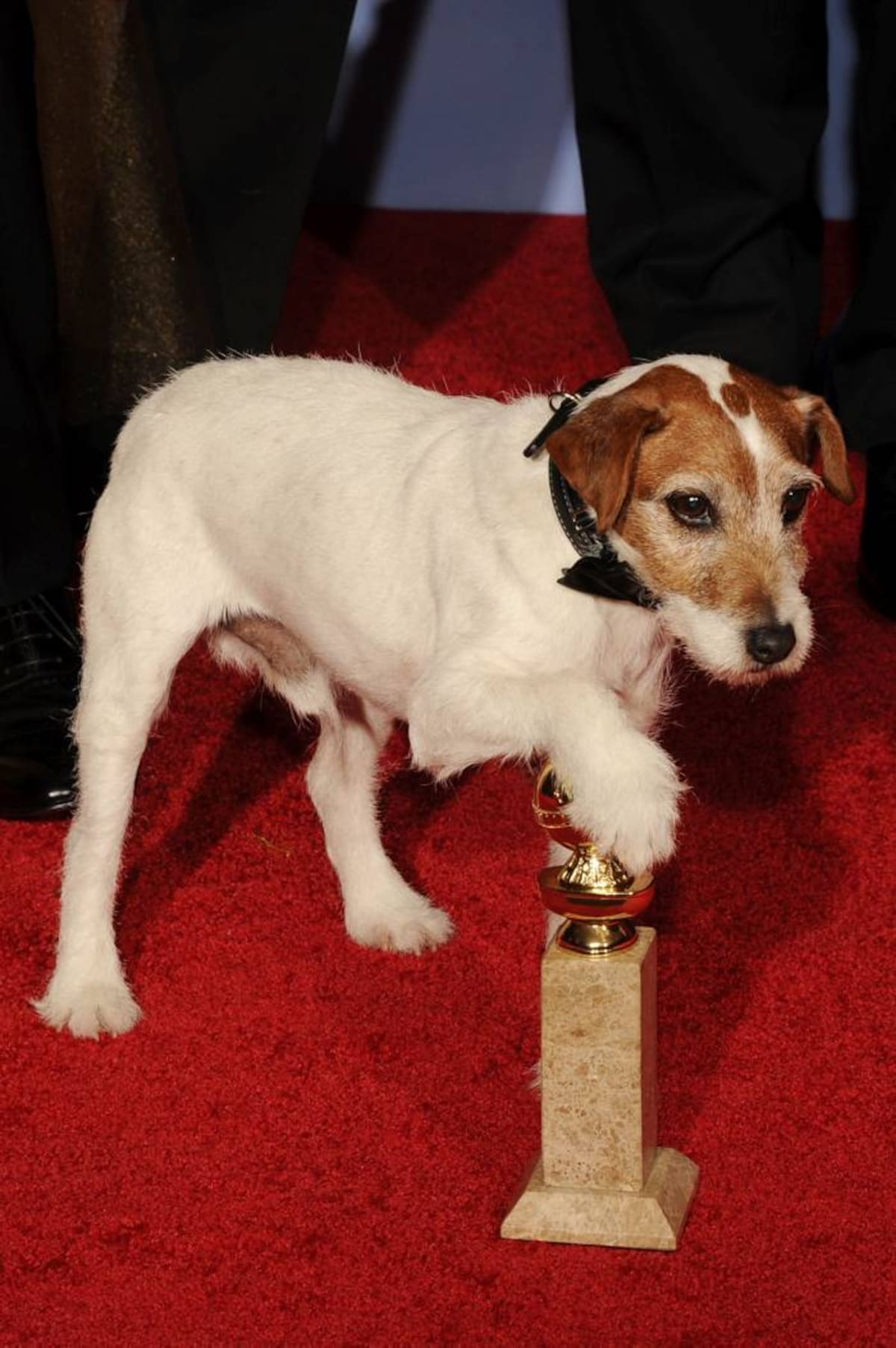La perrita de The Artist quiere llevarse el Collar Dorado de Hollywood.