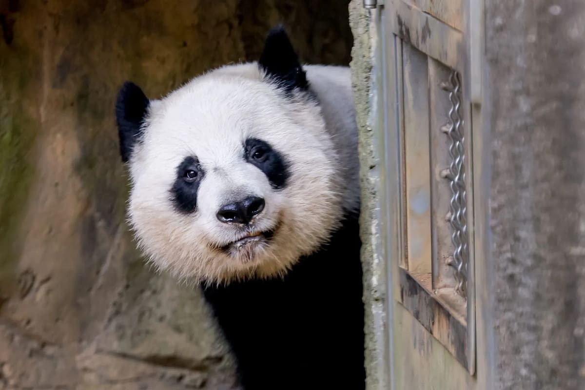 Llegan a Estados Unidos los pandas regalados por Xi Jinping a Donald Trump