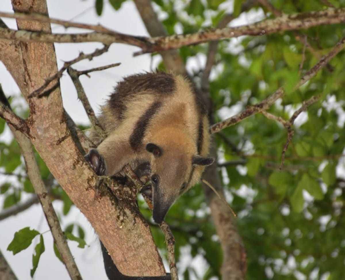 Parque Espíritu del Manglar. // foto: cortesía