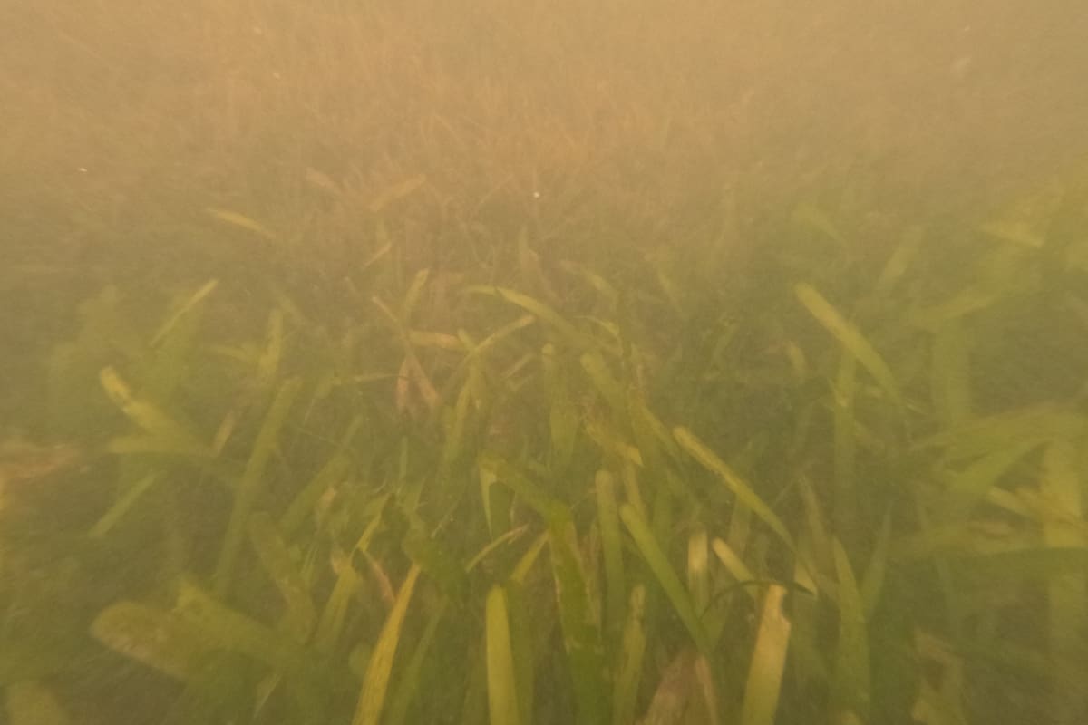 En plena bahía de Cartagena hallaron una pradera submarina que podría cambiar el futuro de Varadero