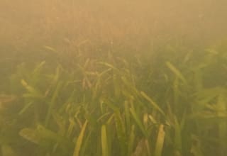 En plena bahía de Cartagena hallaron una pradera submarina que podría cambiar el futuro de Varadero