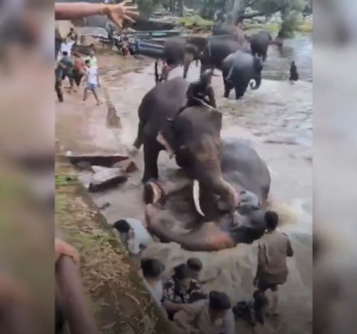 Pelea de elefantes en un santuario de India. // Foto: captura de video de X @AlertaMundoNews.