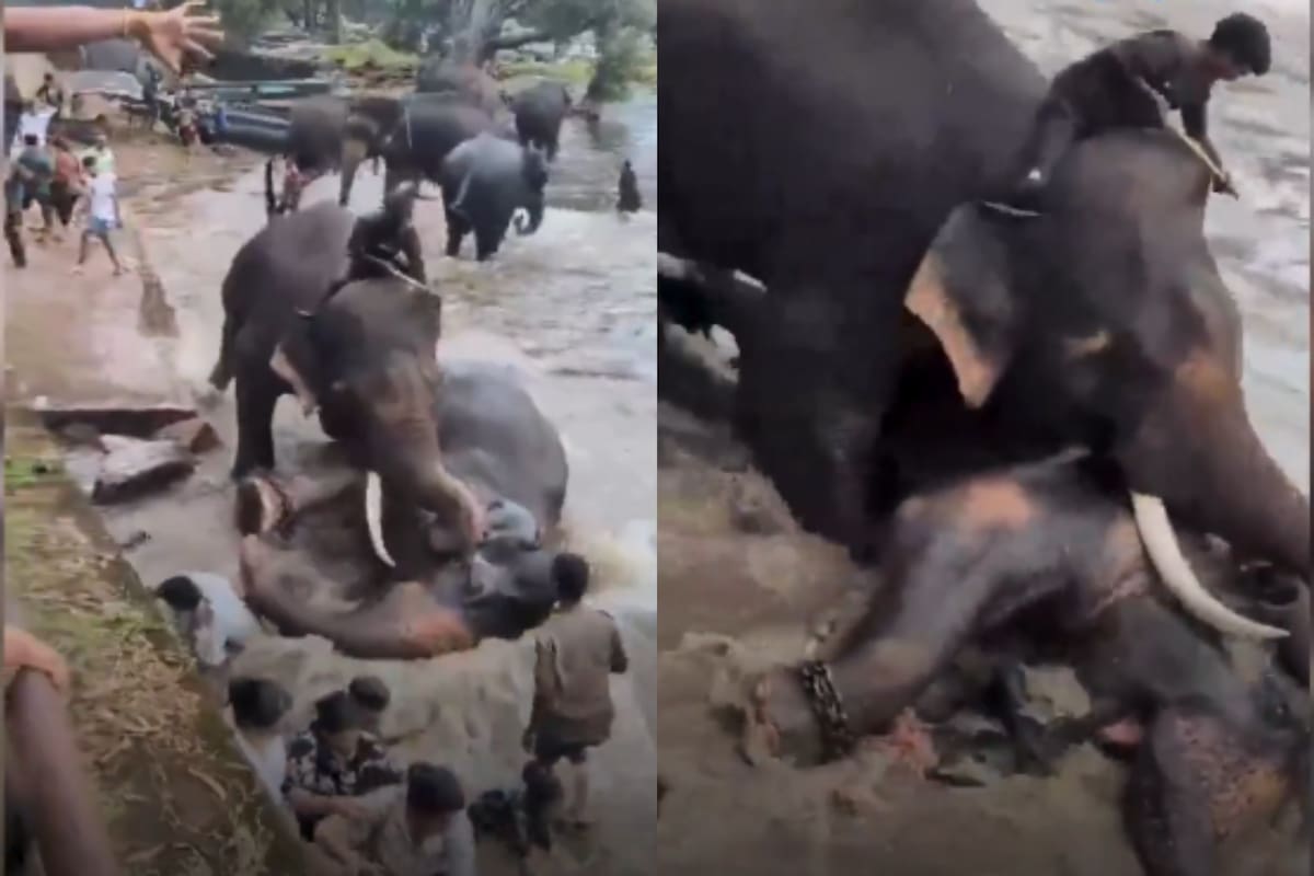 Video: Pelea de elefantes en un santuario en India deja una turista fallecida