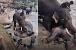 Video: Pelea de elefantes en un santuario en India deja una turista fallecida